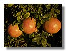 Granadas